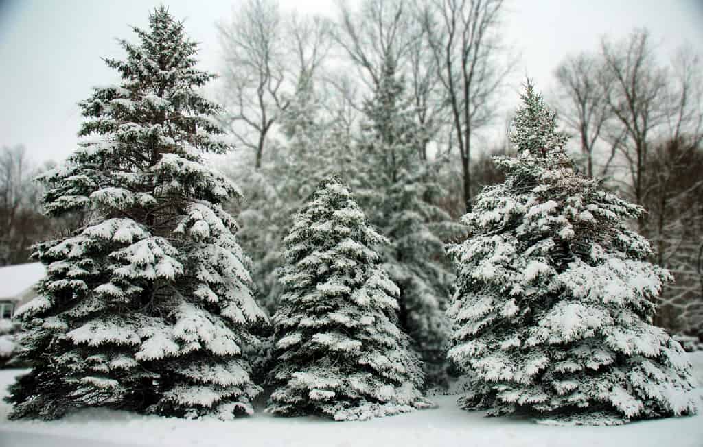 4 Types of Evergreen Content Your Brand Needs to Thrive
