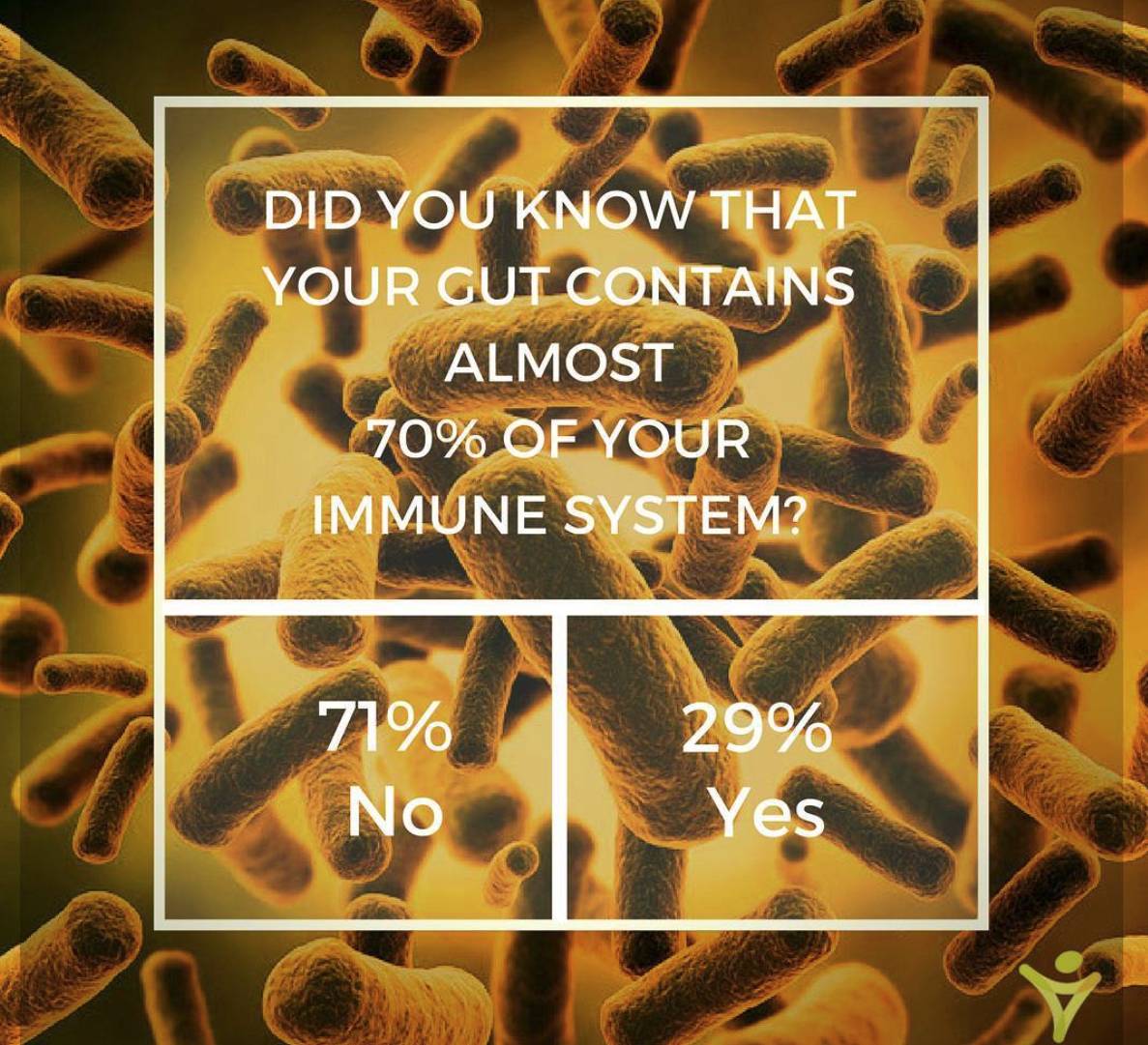 Gut Immune System